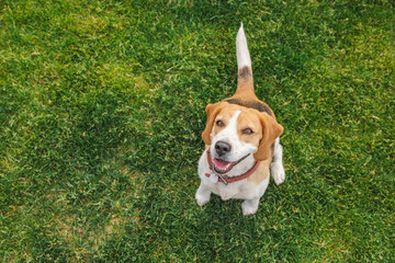 Smiling beagle with a red collar sitting on green grass, looking up with bright eyes and a happy...
