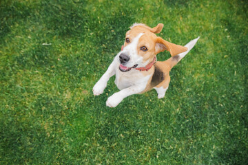 Energetic beagle dog with flapping ears jumps high on a green lawn, looking up with bright eyes and...