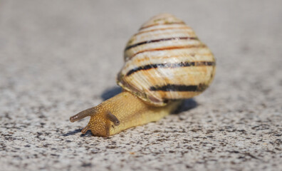 Close-up of a striped garden snail crawling slowly on a textured stone surface in sunlight
