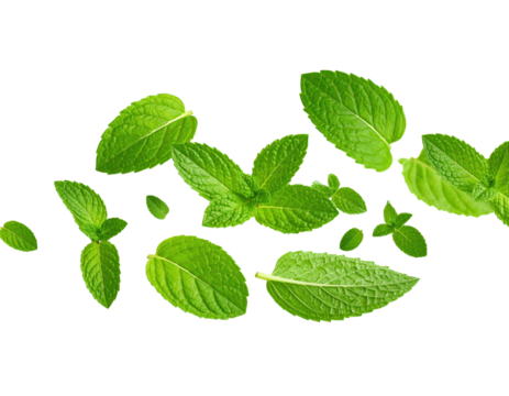 dynamic Mint leaves isolated transparent shadow for fresh cooking designs  PNG background