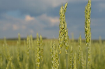wheat field in the summer