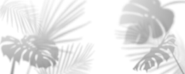 Soft palm shadow overlay on white background - botanical monstera and tropical leaf silhouettes in subtle shade pattern for product photo backdrops, minimalist web design or spa wellness branding.