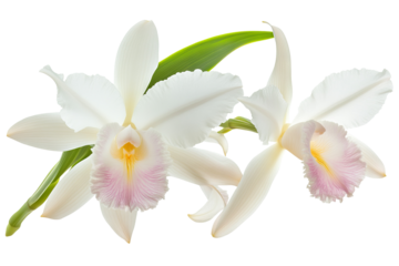 High-resolution Laelia orchid blossom cluster isolated PNG cutout with transparent background for botanical illustrations, wedding stationery and digital design projects