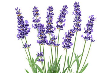 Naklejka premium High-resolution lavender flower spray isolated PNG on transparent background — ideal botanical cutout for wedding invitations, aromatherapy branding, digital collage, and elegant floral design project