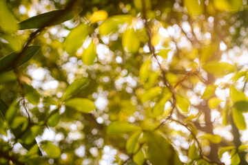 Abstract bokeh background with natural green and white light spots.