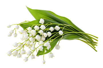 Fototapeta premium Lily of the Valley flower cluster isolated on transparent background — high-resolution PNG botanical cut-out perfect for spring wedding invitations, delicate scrapbook overlays and greeting cards