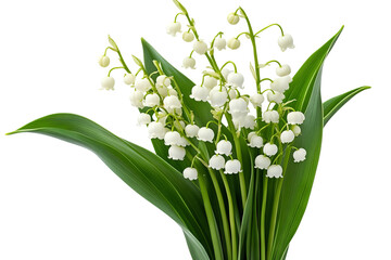 Obraz premium Lily of the Valley flower cluster isolated on transparent background — high-resolution PNG botanical cut-out perfect for spring wedding invitations, delicate scrapbook overlays and greeting cards