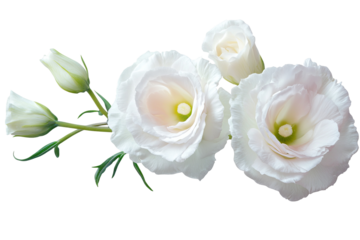 High-resolution lisianthus flower bouquet isolated on transparent background — seamless PNG cutout botanical clipart ideal for wedding invitations, scrapbooking overlays, and elegant floral design
