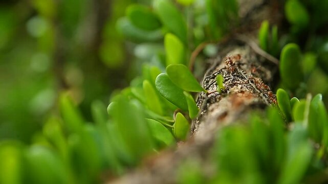 Weaver ants (Kerengga) or green ants move on tree trunks covered with known as 'pokok duit-duit' or
Pyrrosia piloselloides
