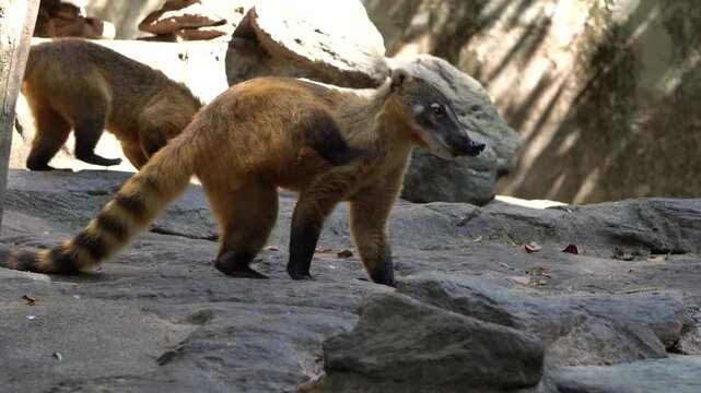 The South American coati (Nasua nasua), also known as the ring-tailed coati