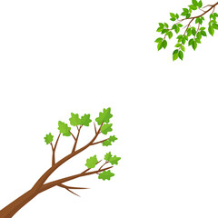 Obraz premium Green leaves on white background 