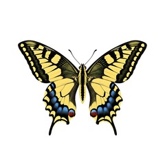 Obraz premium Beautiful Swallowtail Butterfly Illustration on White Background
