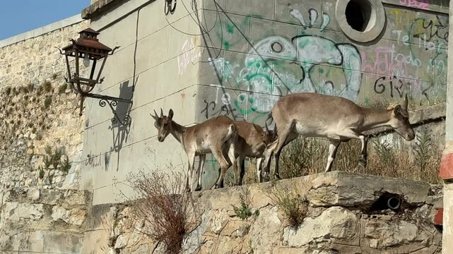 Three young wild goast on the ruins of an abandoned rural village in Jerica, Spain.