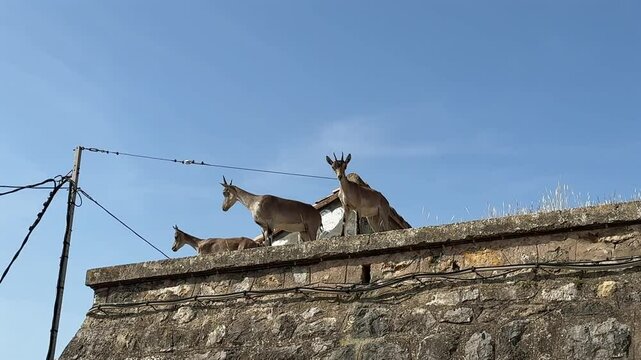 Three young fearless wild goats on the top of a stone wall in an abandoned building, staring at the camera with curiosity, in Jerica, Spain