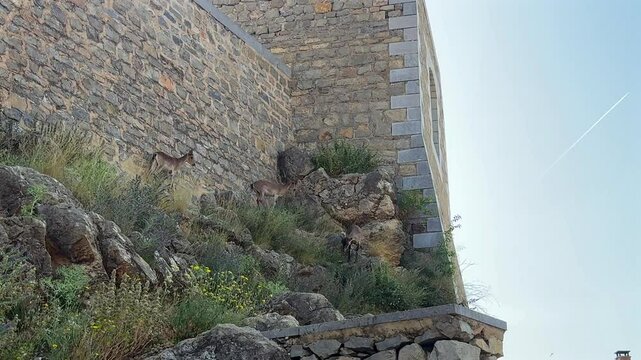A view of three female wild goats standing next to a stone wall staring at the camera, with the sunrise light.