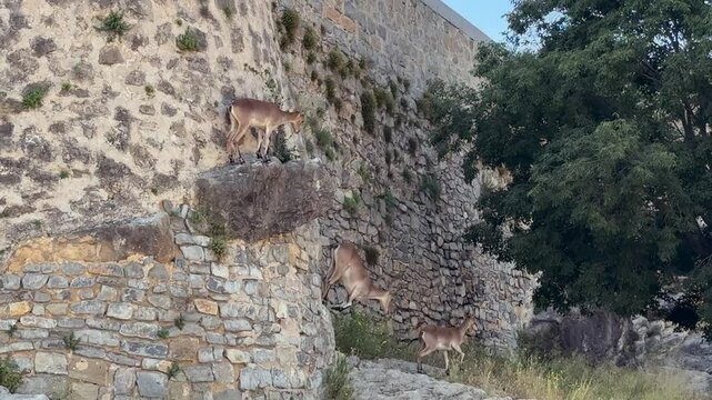 Three young female wild goats perched in the tower of a Castle in a rural landscape in Jerica, Castellon (Spain).