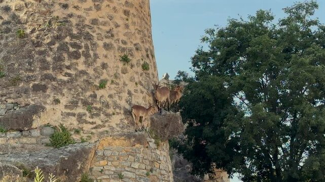 Three young wild goats perched on a stone tower in a rural landscape in J&eacute;rica (Castellon, Spain), at sunset.