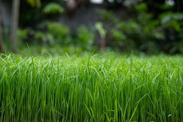Green rice seedling on a blurred background