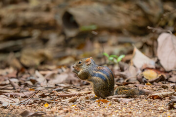 Indochinese Ground Squirrel - Menetes berdmorei, beautiful ground squirrel native to the forests and woodlands of Southeast Asia, Vietnam.