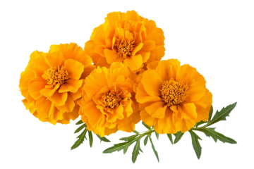 High-resolution marigold flower bouquet on transparent background – PNG cutout ideal for wedding stationery, scrapbook overlays, sublimation prints, digital art projects, and floral graphic design
