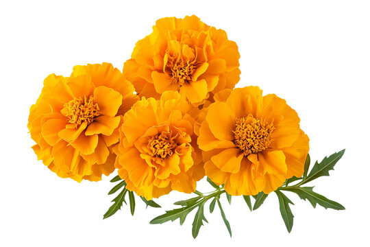 High-resolution marigold flower bouquet on transparent background – PNG cutout ideal for wedding stationery, scrapbook overlays, sublimation prints, digital art projects, and floral graphic design