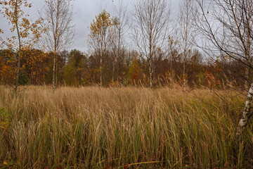 Autumn landscape with wild nature overgrown with grass.