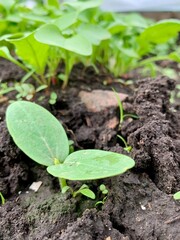 Small green leaves emerge from dark, rich soil in a garden, showcasing the growth of young plants. The environment is bright and revealing the early stages of vegetation