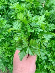 Hand holds a bunch of vibrant green parsley surrounded by lush garden foliage under natural lighting. The herb is freshly harvested, showcasing its healthy appearance