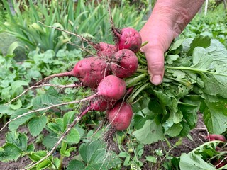 A gardener's hand clutches a bunch of freshly pulled radishes, showcasing their vibrant red color and leafy greens. Surrounding plants hint at a flourishing garden