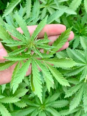 A hand gently holds vibrant cannabis leaves with a backdrop of lush greenery in a natural outdoor environment. The image captures the intricate details of the leaves