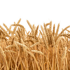 Fototapeta premium Golden wheat field ready for harvest under a summer sky
