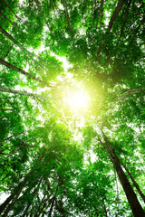 Green forest with sun through leaves and branches in mountains.Earth day,environment,ecology and sustainability nature concept.Forest reduce carbon emissions and clean air.