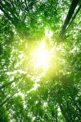 Forest reduce carbon emissions and clean air.	
Green forest with sun through leaves and branches in mountains.Earth day,environment,ecology and sustainability nature concept.