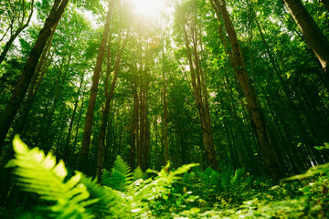 Green forest with sun through leaves and branches in mountains.Earth day,environment,ecology and sustainability nature concept.Forest reduce carbon emissions and clean air. © Miha Creative