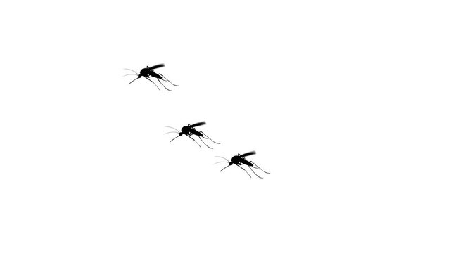 Three mosquitoes fly animation video on white background isolated cartoon mosquito