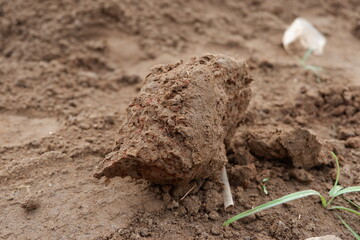 Single Dirt Clod on Dry Bare Ground Captured in Natural Lighting