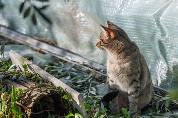 Jeune chat tigré dans le jardin