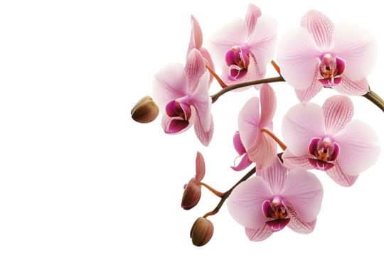High-resolution orchid flower PNG clipart on transparent background for seamless botanical cutouts, wedding invitations, sublimation prints, digital collage, scrapbook overlays, and elegant floral - Powered by Adobe