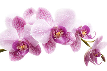 Obraz premium High-resolution orchid flower PNG clipart on transparent background for seamless botanical cutouts, wedding invitations, sublimation prints, digital collage, scrapbook overlays, and elegant floral