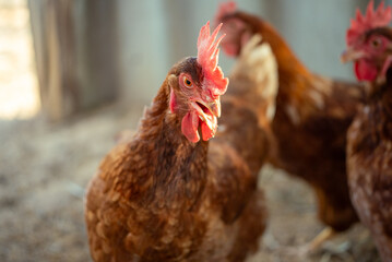 A Brown chicken with open beak standing alertly in farm coop, showcasing vibrant red comb and wattles, attentive expression and blurred rustic background