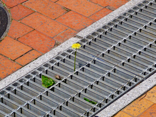 生命力の強いタンポポ②