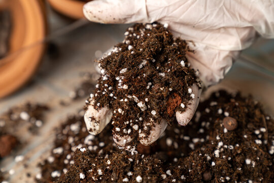 Hand in glove holding organic potting soil with perlite and clay, gardening mix for indoor plants, horticulture or agriculture background. rich substrate for healthy root growth