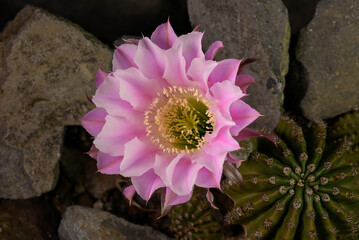 Large beautiful cactus flower booming on black background