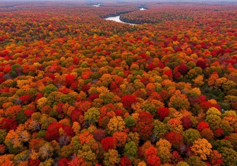 Aerial Forest Canopy in Autumn with Vibrant Red Orange and Yellow Leaves