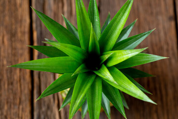 Lush Green Plant with Spiky Leaves on Wooden Surface Top View