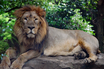 にらむライオン④