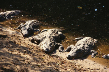 Reptiles Mugger or marsh crocodile crocodylus palustris