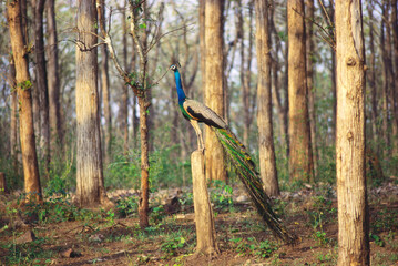 Birds Peacock pavo cristatus National bird of Kabini, Karnataka, India © abc foto
