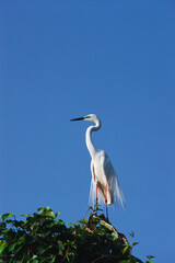 Birds Median egret mesophoyx intermedia, Ranganathittu bird sanctuary, Mysore, Karnataka, India