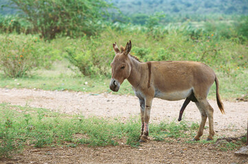 Fototapeta premium Donkey in heat